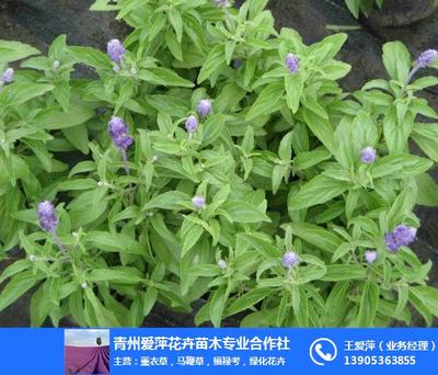 愛萍花卉苗木 圖 ,鼠尾草生產(chǎn)廠家,新疆鼠尾草