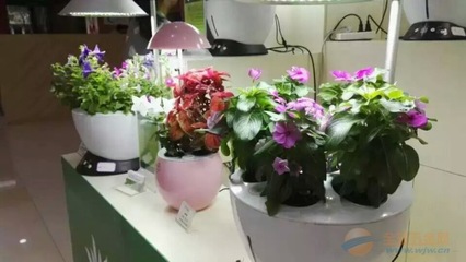 iGrow全自動植物生長機 金色百合-植物生長機廠家|供應商-采購新產(chǎn)品價格-全球五金網(wǎng)