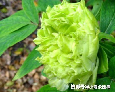 喜歡賞花,就養(yǎng)盆 菊中精品 春柳,花開花朵會變色,清新明快