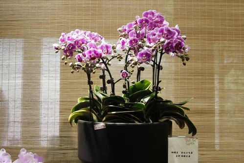 新優(yōu)精品花卉展 這個周末,郭莊邀你 猜花謎 內含福利哦
