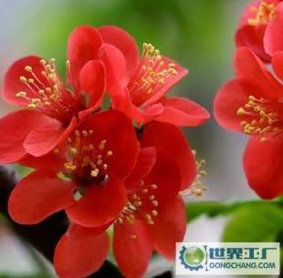 【基地直銷】批發(fā)供應優(yōu)質(zhì)花卉苗木西府海棠、帖梗海棠、紅寶石海_農(nóng)副產(chǎn)品_世界工廠網(wǎng)中國產(chǎn)品信息庫