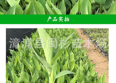【美人蕉水生草本綠植地被袋苗批發(fā) 廠(chǎng)家直銷(xiāo)花卉盆栽園林綠化工程