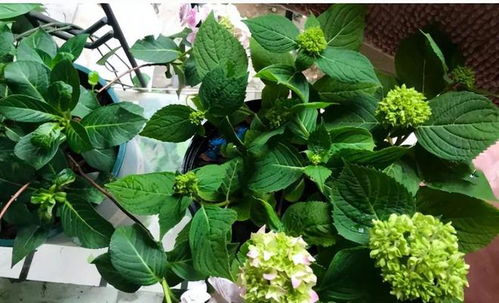養(yǎng)花癡迷癥 人的生活狀態(tài) 網(wǎng)友 太真實了