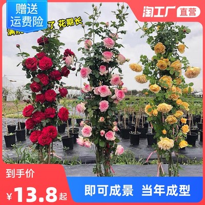 當前網(wǎng)購流行產(chǎn)品