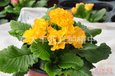 【大豐花卉廠家直銷時令草花小型盆栽花卉園林綠化迷你盆栽花卉現(xiàn)貨】北京大豐花卉種植中心 - 產(chǎn)品庫