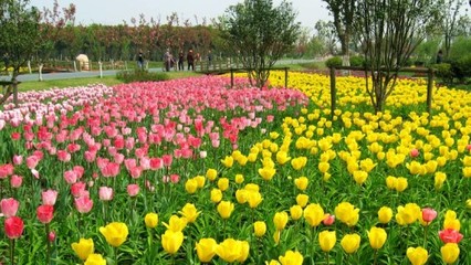 蘇州中國花卉植物園門票預(yù)訂_蘇州中國花卉植物園門票價格_蘇州中國花卉植物園門票多少錢【同程旅游】